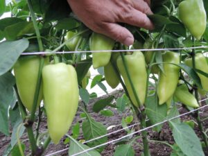 paprika-SLAVUS8-2020-1